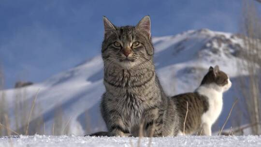 雪地里的猫咪