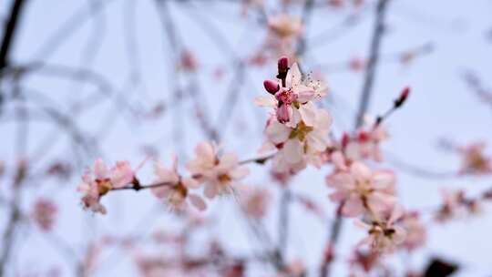 春天盛开的粉色桃花碧桃山桃花朵特写视频素材模板下载