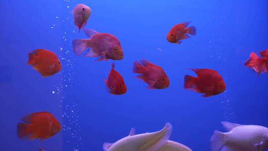 水族箱里的热带鱼