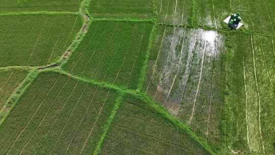 农业区绿色稻田的鸟瞰图