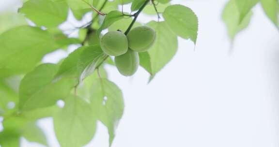 绿意盎然夏天气息扑面女子手轻浮桃子