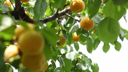特写杏树  成熟杏 天然杏   摘成熟杏 合集