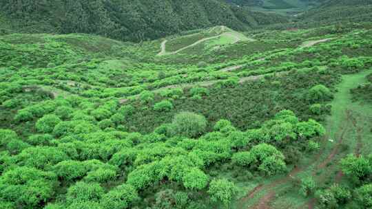 青海海东市乐都区仓家峡山路行车杜鹃花航拍