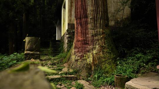 杭州西天目山的百年老树和山林