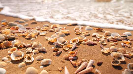 海边沙滩海滩贝壳视频素材模板下载