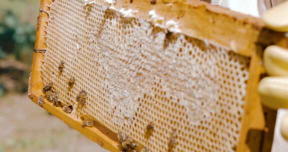 蜂王被蜜蜂包围蜂后蜂群蜂王浆蜜蜂采蜜酿蜜