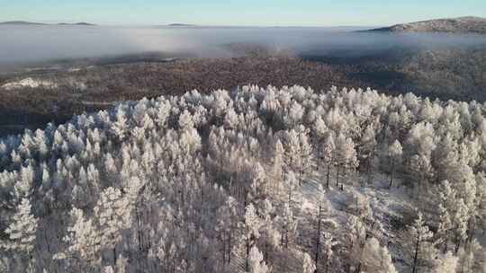 林海雪原云雾飘飘雾凇美景241122 (14)