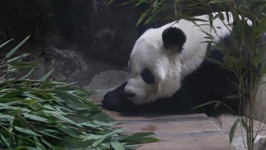 【镜头合集】一直正在睡觉的大熊猫视频素材模板下载