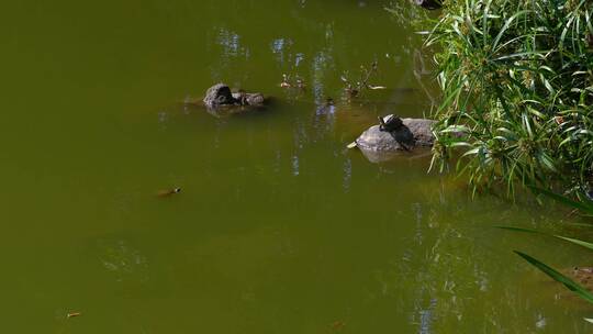 石头上水中两只乌龟相望视频素材模板下载