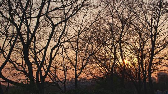 电影感夕阳在枯枝中落下延迟