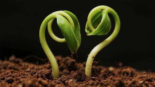 土壤中幼苗生长特写