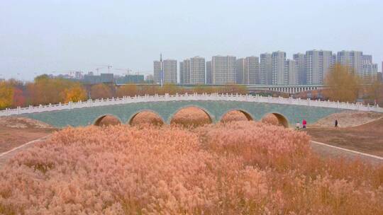 冬季湿地苇塘芦苇花