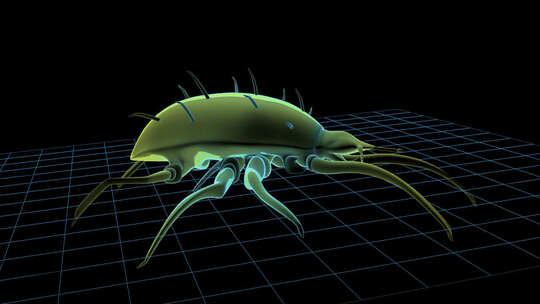 螨虫 螨虫爬行 微观世界 微生物 寄生虫