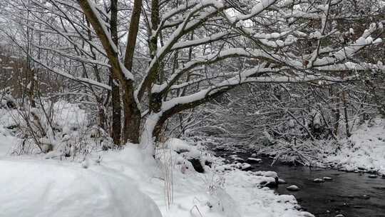 冬天森林里的雪和河