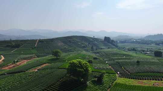 航拍杭州龙坞茶园 茶山 茶田