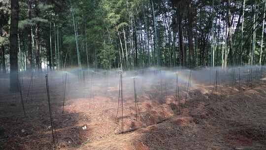 大山中的松茸种植和采摘
