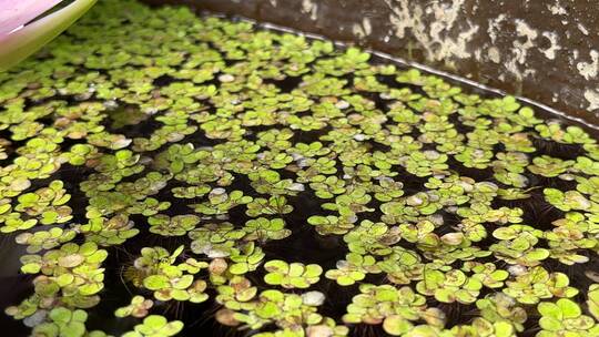 池子里的水草