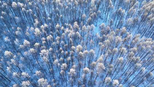 航拍雪原雪林红树梢