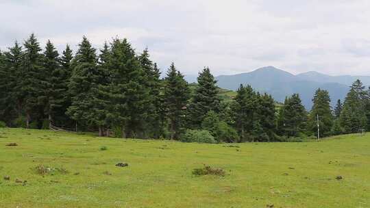 草原山顶森林风景