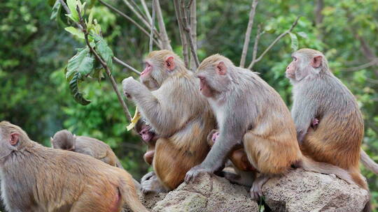 一群猴妈妈和小猴