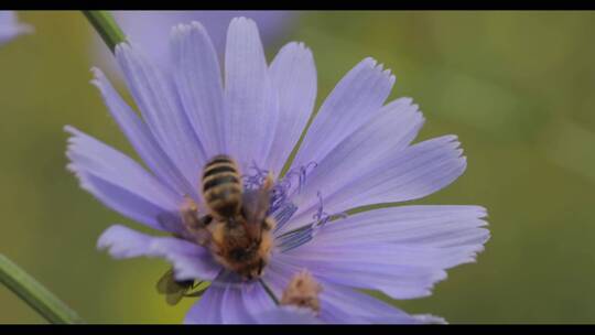 一只蜜蜂栖息在花上的特写镜头
