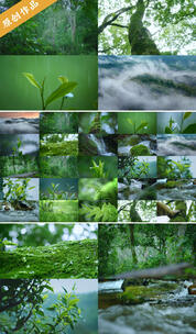 4k生态茶园有机茶茶树茶叶古树茶广告视频高清在线视频素材下载