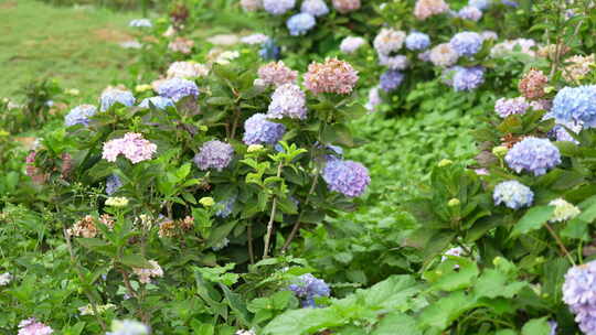 绣球花鲜花植物园植物绿植花园花海