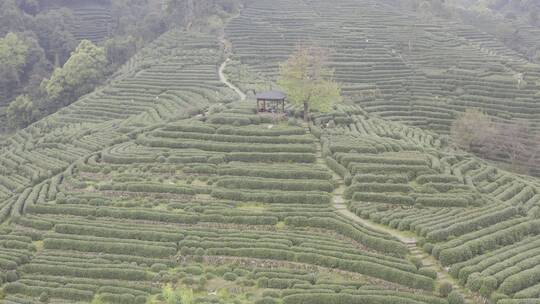 杭州西湖梅家坞茶园茶山