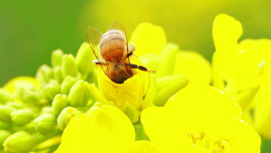 一只蜜蜂在春天油菜花田采蜜特写镜头视频素材模板下载