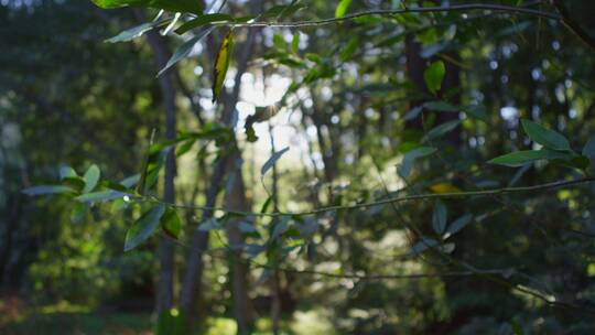 阳光透过森林的树叶视频素材模板下载