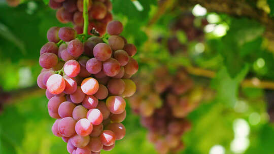 成熟的红提、葡萄、葡萄树上挂满丰收的葡萄