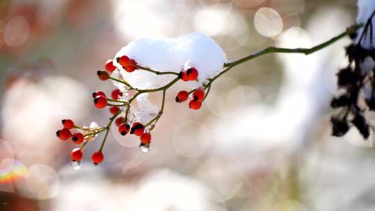4K花草植物素材——积雪红果子