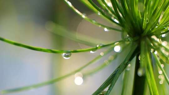 纸莎草上挂着的水珠特写