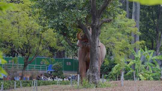2024广州动物园游览大象