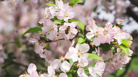 春天苹果花蜜蜂飞舞