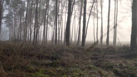 秋冬清晨森林里浓雾