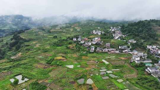 航拍广西绿色水果金桔种植基地