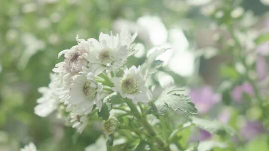 阳光下菊花特写展现清新之美