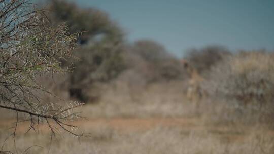 长颈鹿在散步