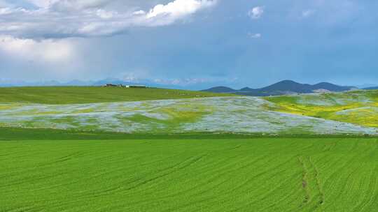 新疆天山绝美草原风光