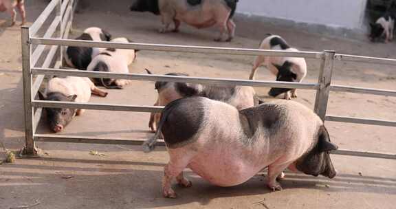 黑猪乳猪生态养殖 高品质猪肉