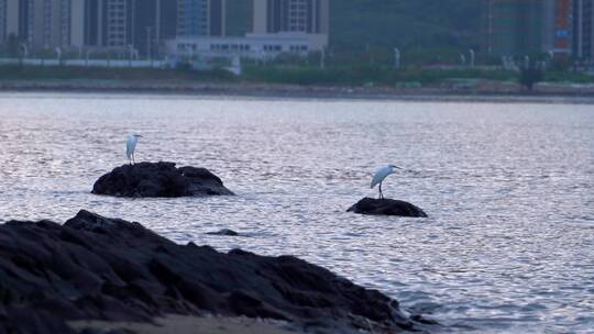深圳坝光海边两只白鹭各自停在石头上视频素材模板下载
