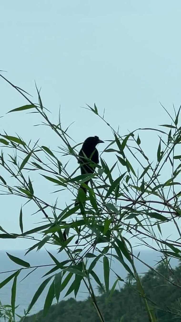 一只栖息在树枝上的鸟