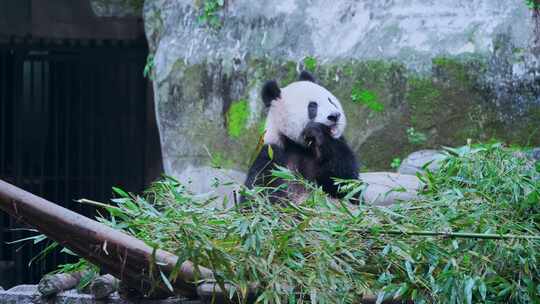 吃竹子的大熊猫视频合集