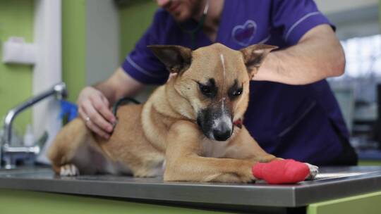 正在接受治疗的斗牛犬