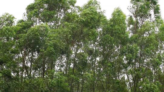 阴天森林风吹树林雨天树叶随风摇曳自然景观