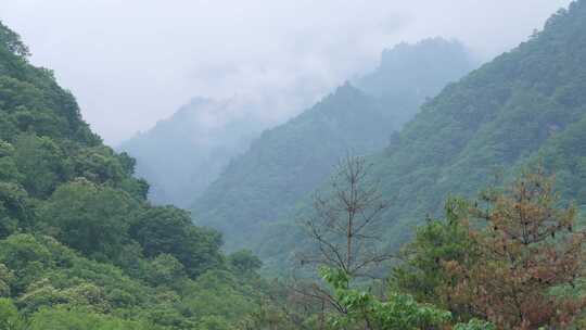 乡村 自然 溪流 村庄 航拍 蜂巢 森林