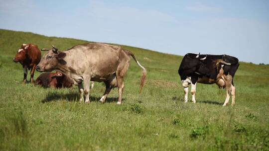 阳光下奶牛在草坪上吃草