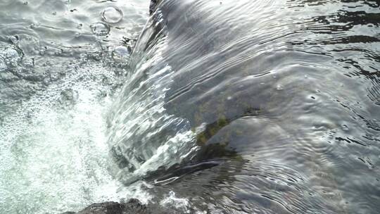 4K大自然风景潺潺溪水摇镜头