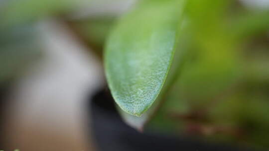 植物 多肉 养殖 盆栽 生机